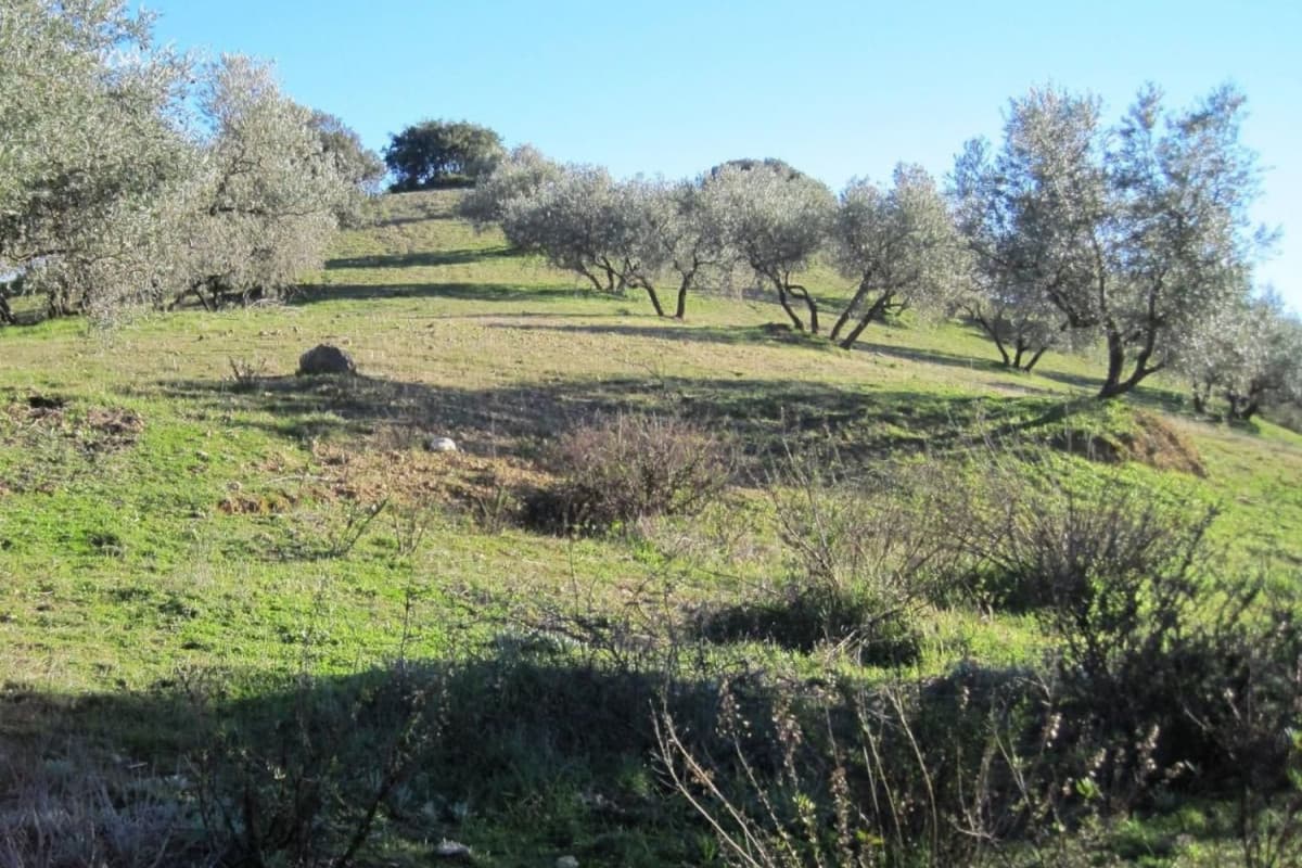 Terreno en venta en Archidona, Malaga photo 5
