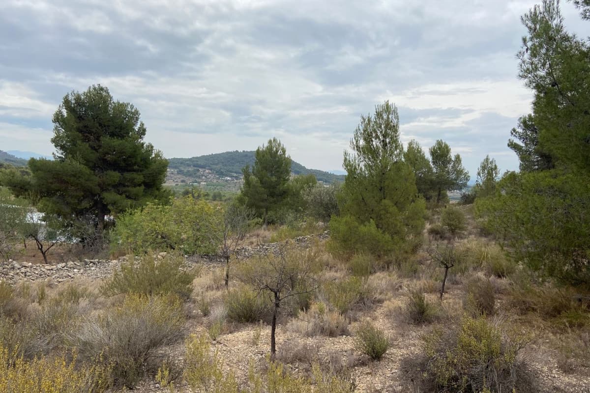 Terreno en venta en Casinos, Valencia photo 3
