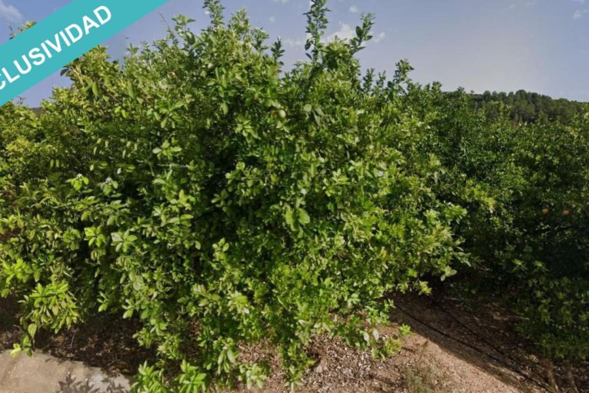 Terreno en venta en Sellent, Valencia photo 3