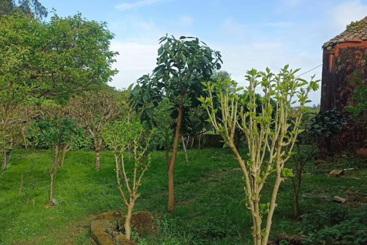Casa con jardín, Pobra Do Caramiñal, A
photo 3