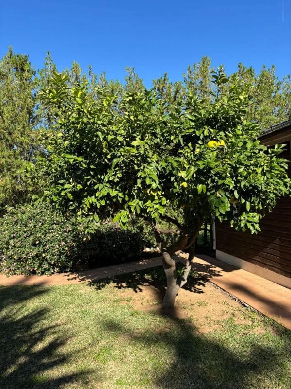 Venta de chalet independiente en AV DE LOS REYES CATOLICOS, 76, Alhaurín de la Torre
photo 4