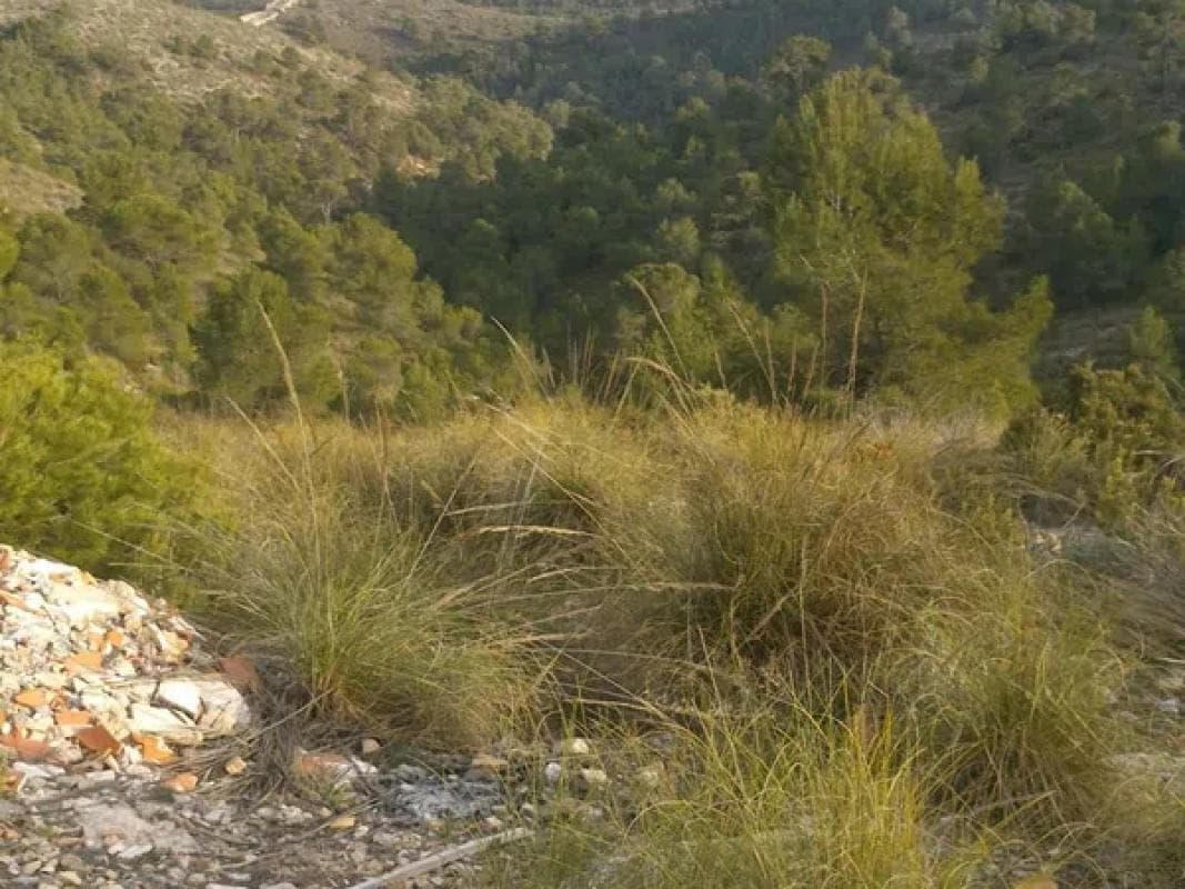Terreno en venta en Villena, Alicante photo 4