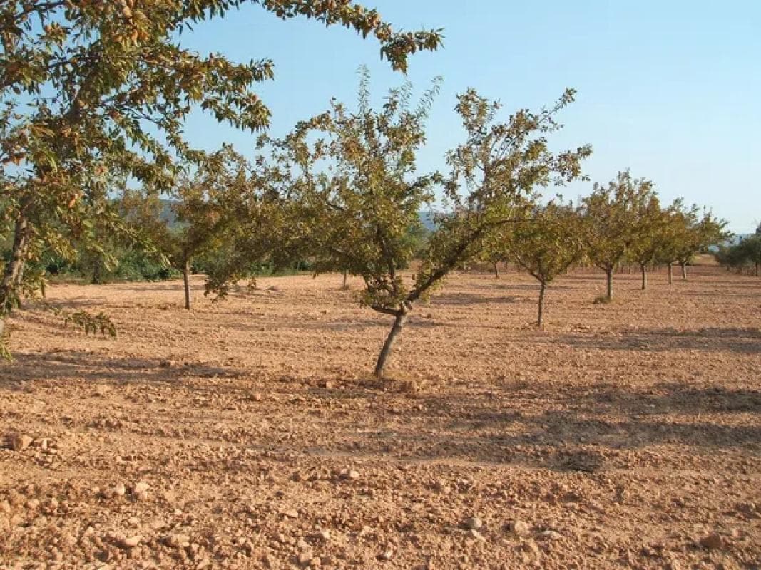Terreno en venta en Biar, Alicante photo 2