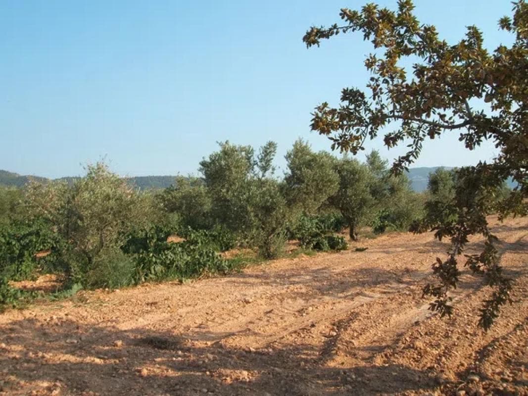 Terreno en venta en Biar, Alicante photo 4