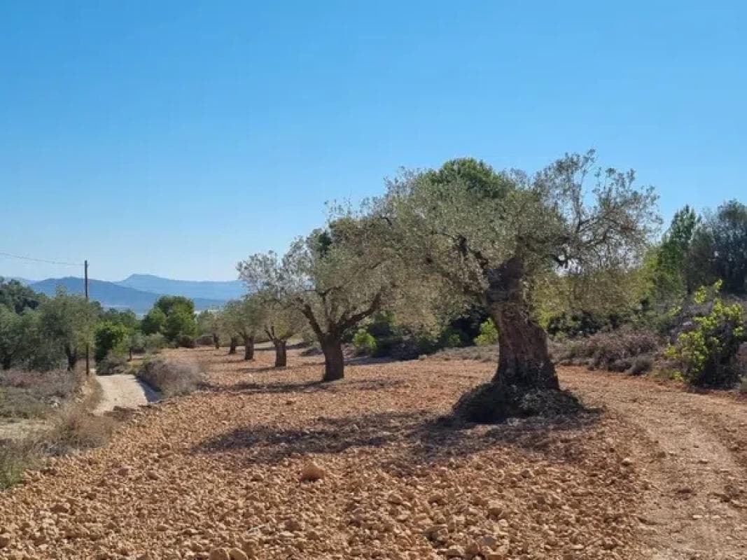 Terreno en venta en Monovar, Alicante photo 2