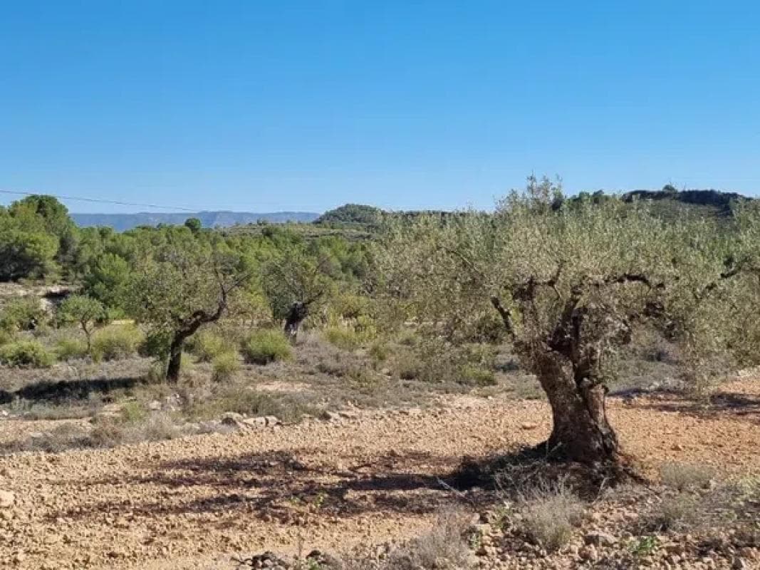 Terreno en venta en Monovar, Alicante photo 3