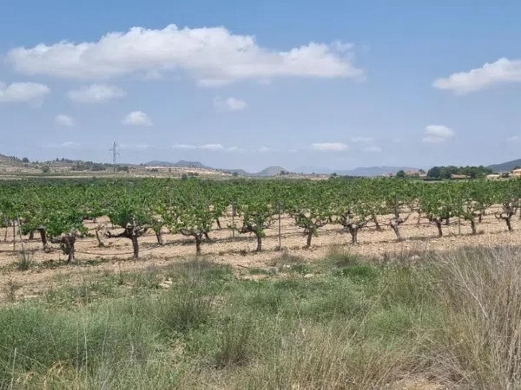 Terreno en venta en Pinoso, Alicante photo 3