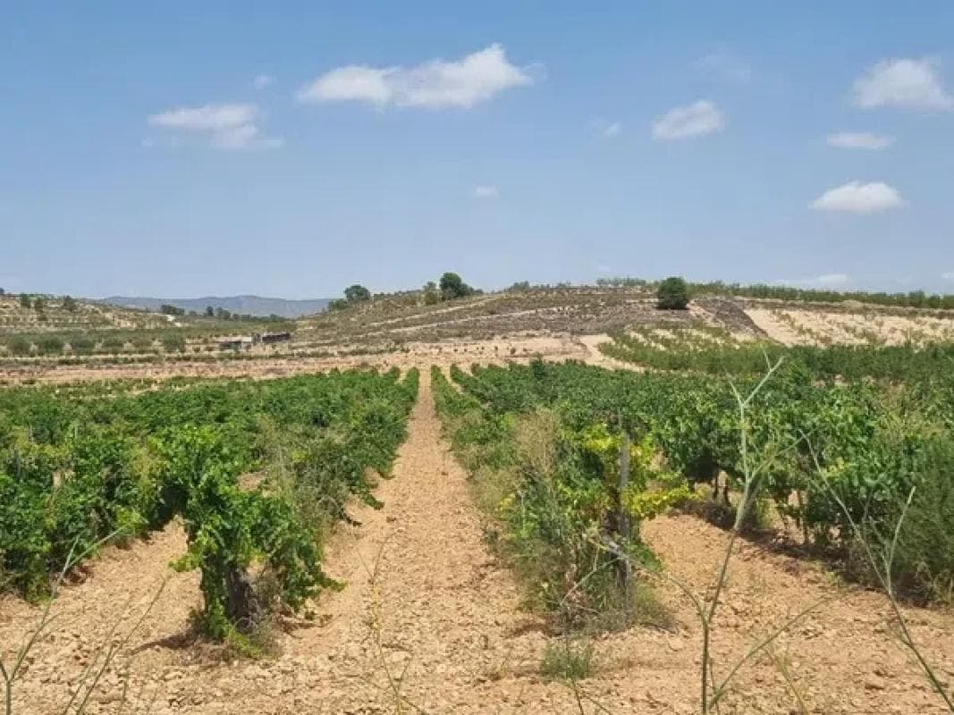Terreno en venta en Pinoso, Alicante photo 2