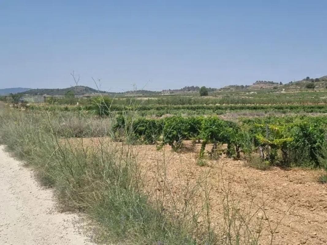Terreno en venta en Pinoso, Alicante photo 3