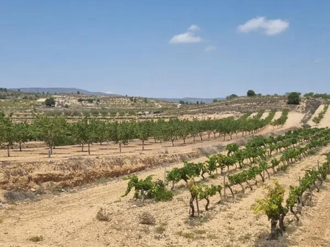 Terreno en venta en Pinoso, Alicante photo 4
