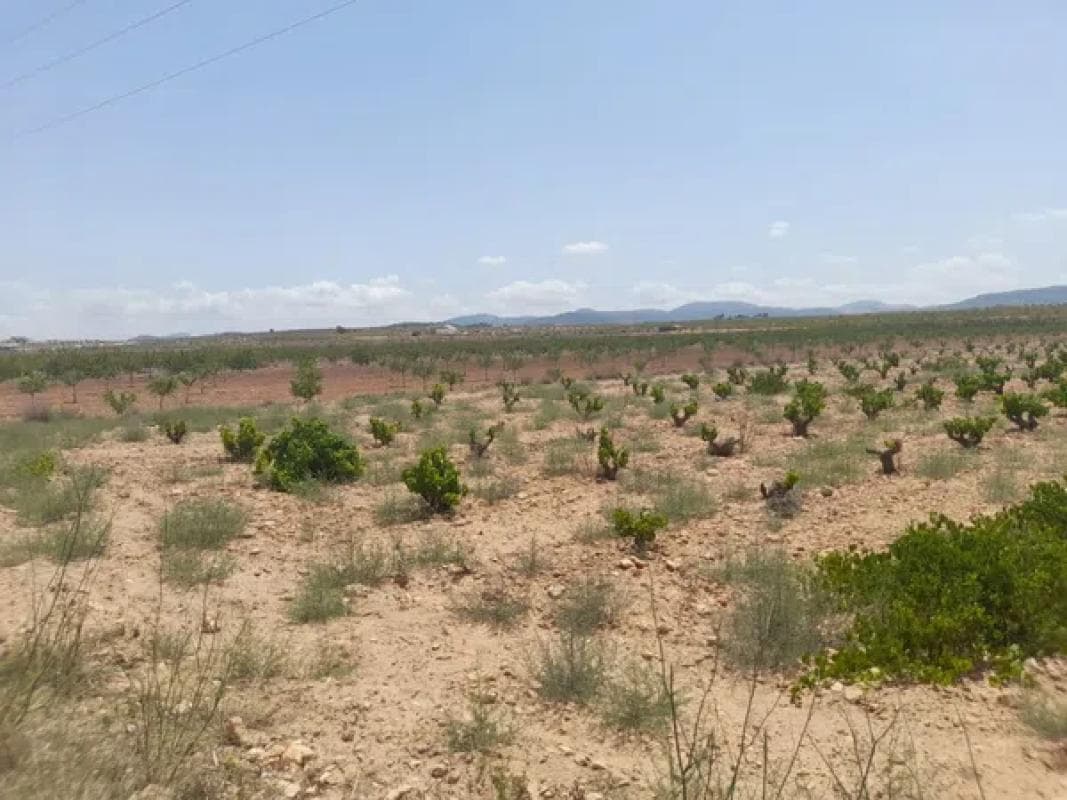 Terreno en venta en Pinoso, Alicante photo 5