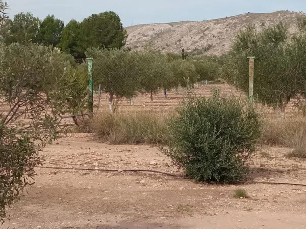 Terreno en venta en Biar, Alicante photo 5