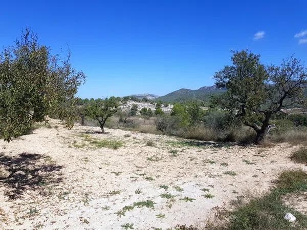 Terreno en Monovar photo 4
