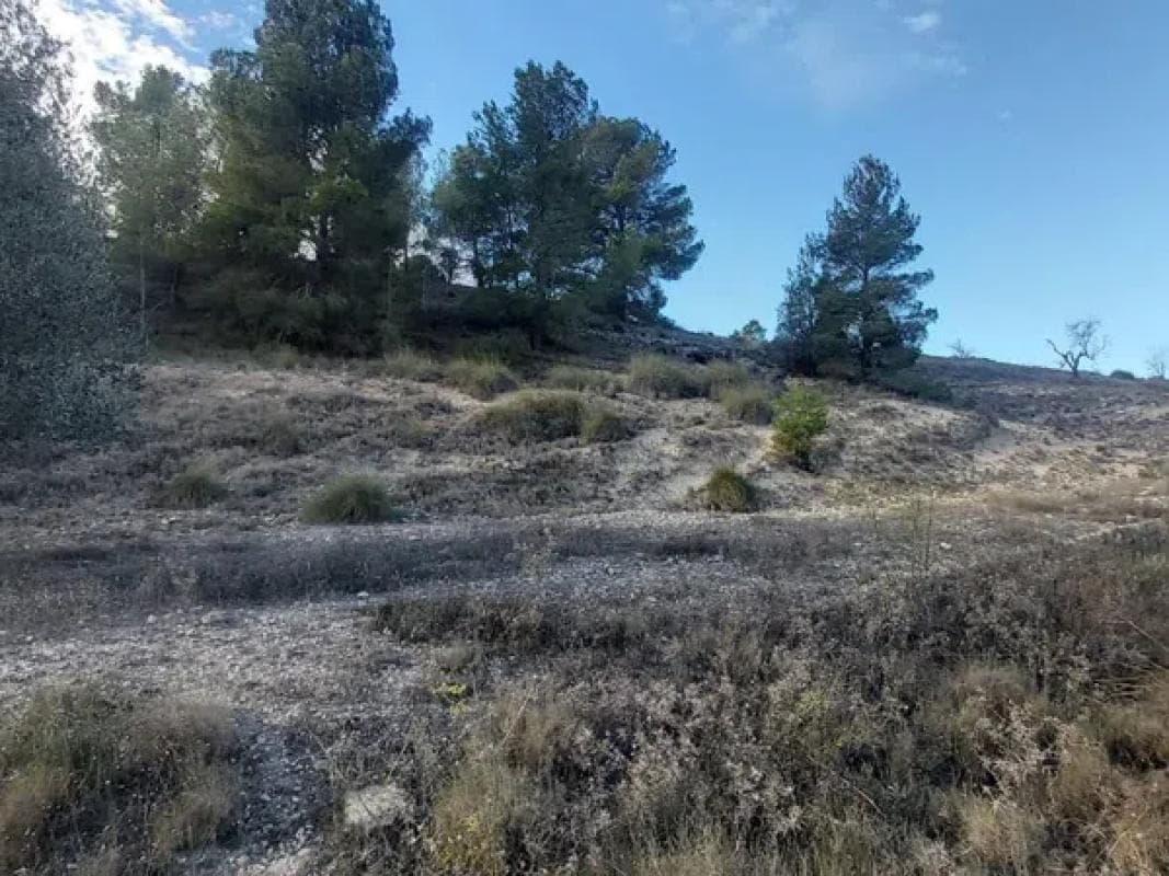Terreno en venta en Monovar, Alicante photo 3