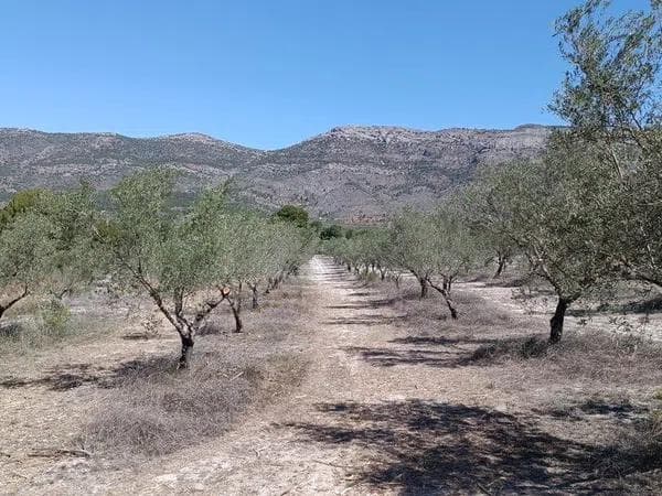 Terreno en Cv-705 s/n photo 2
