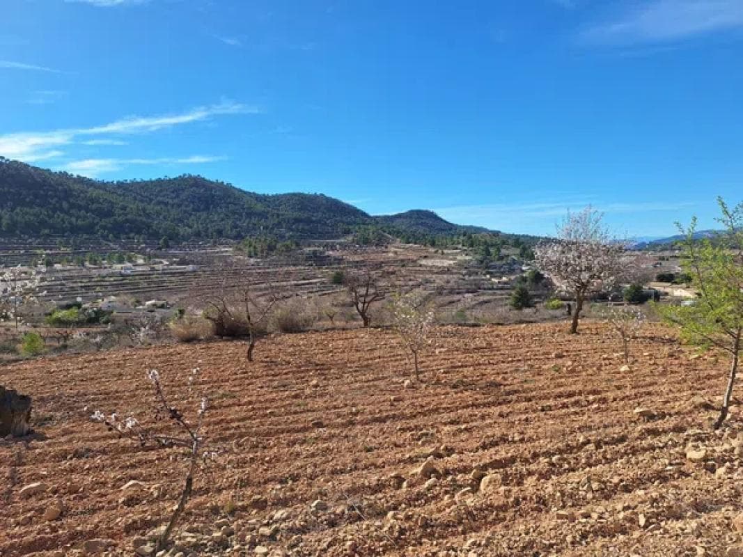 Terreno en venta en Pinoso, Alicante photo 5