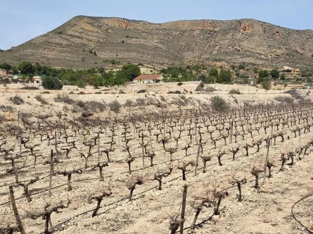 Terreno en venta en La Romana, Alicante photo 4