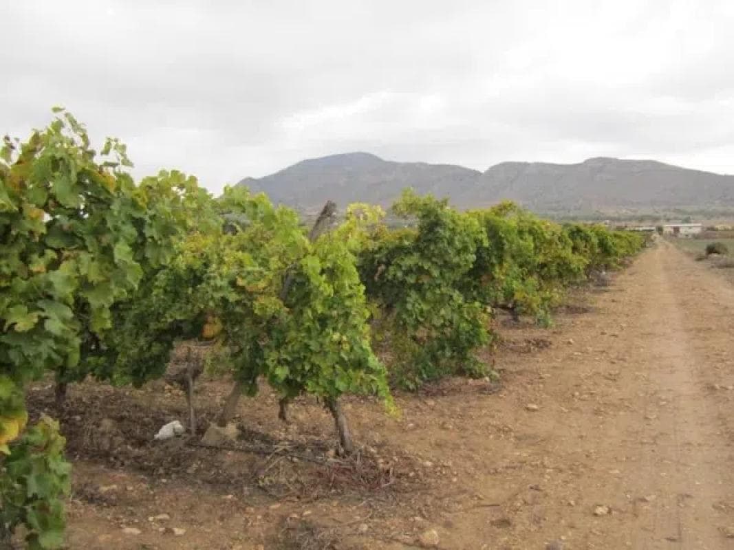 Terreno en venta en Hondón de las Nieves, Alicante photo 4