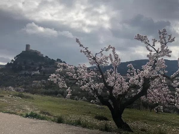 Terreno en Carret. Biar a Bañeres thumbnail 2