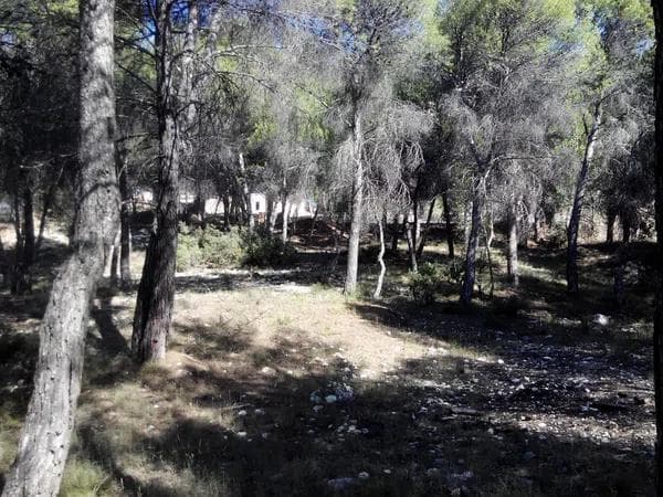 Terreno en sc sunp-4 el sargento, 62 thumbnail 2