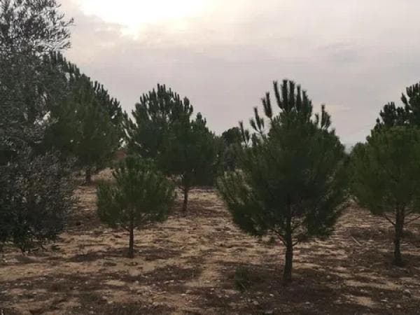 Terreno en Peña Rubia s/n thumbnail 2