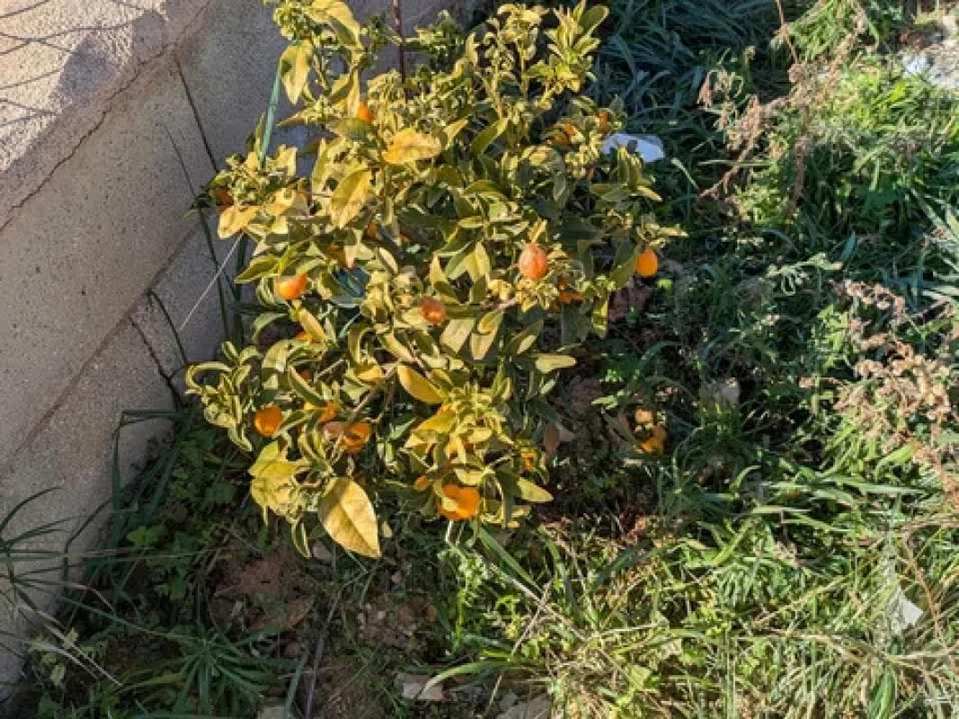 Terreno en venta en La Romana, Alicante photo 3