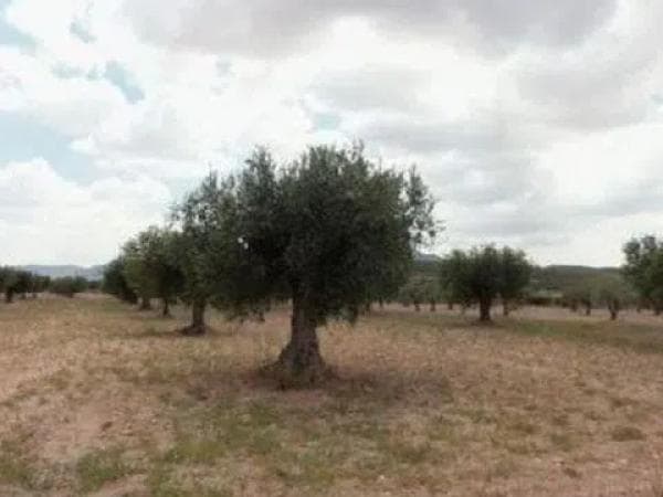 Terreno en Partida Cañada s/n thumbnail 2
