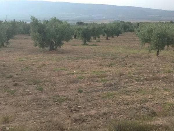 Terreno en carretera Biar, km 10 thumbnail 1