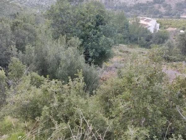 Terreno en camino de la Figuereta s/n thumbnail 1