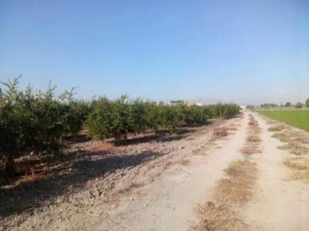 Terreno en venta en Catral, Alicante photo 2