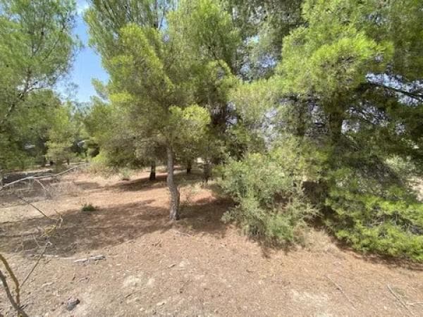 Terreno en Biar photo 1