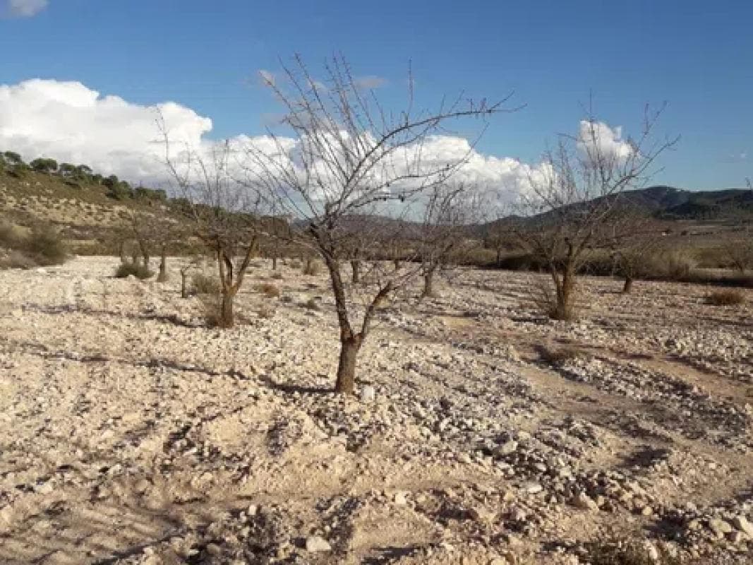 Terreno en venta en Pinoso, Alicante photo 3
