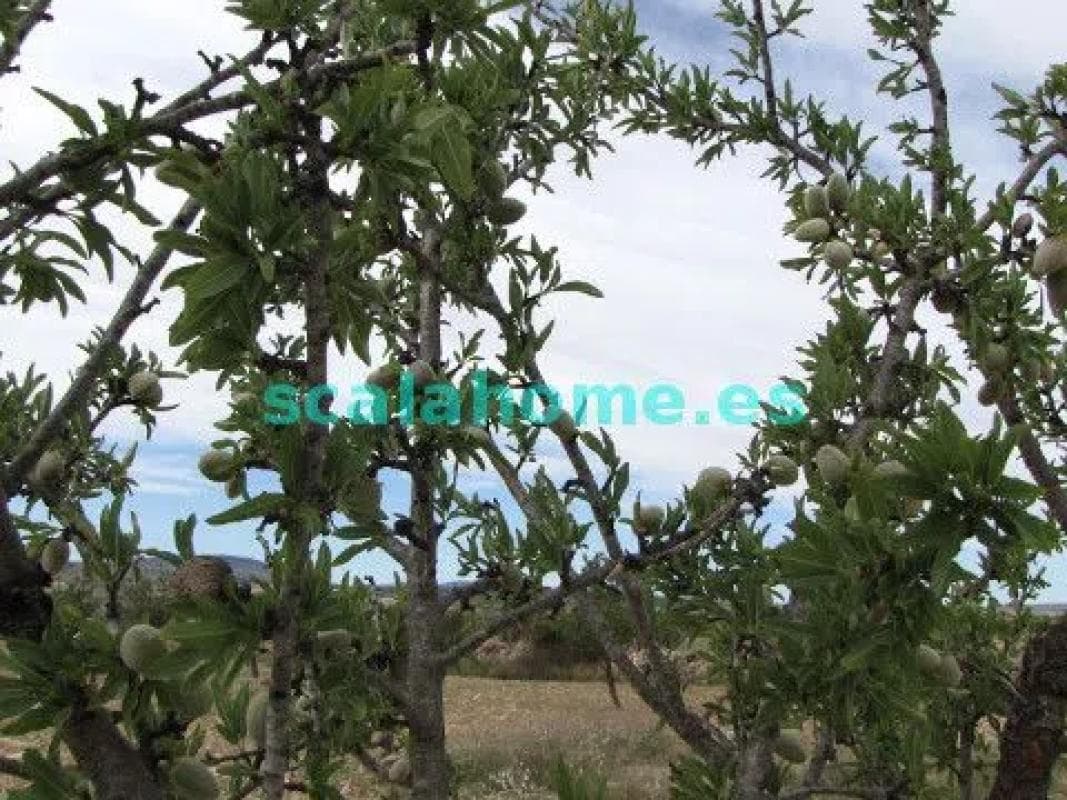 Terreno en venta en Pinoso, Alicante photo 2