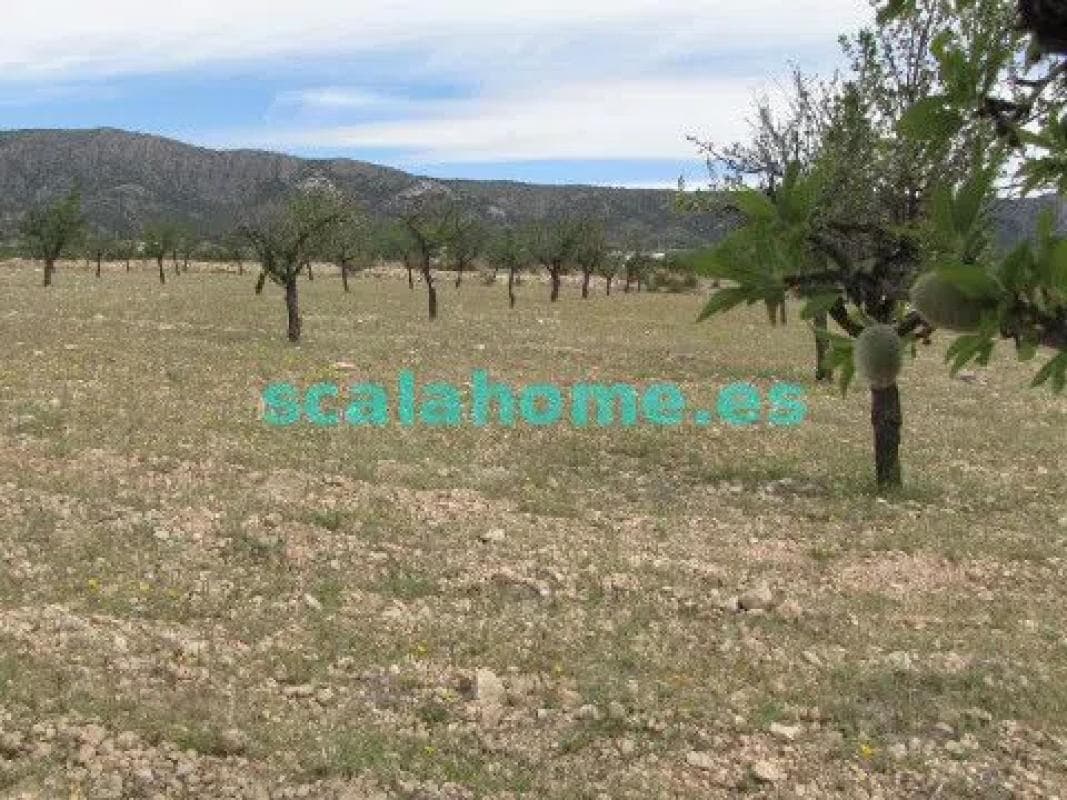 Terreno en venta en Pinoso, Alicante photo 3