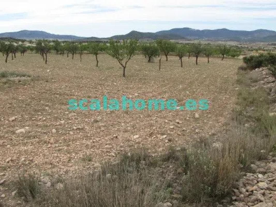Terreno en venta en Pinoso, Alicante photo 4