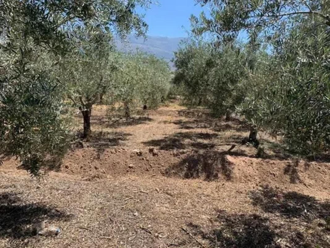 Terreno en venta en Biar, Alicante photo 3