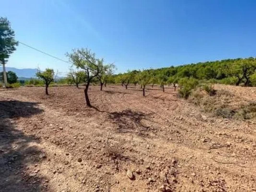 Terreno en venta en Biar, Alicante photo 4
