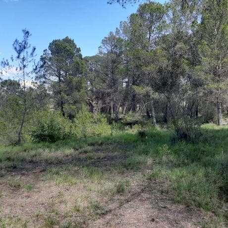 Terreno en Planes photo 3