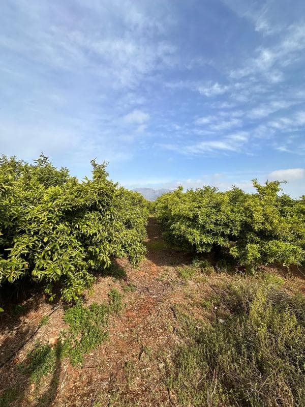 Terreno en venta en Pedreguer, Alicante photo 4