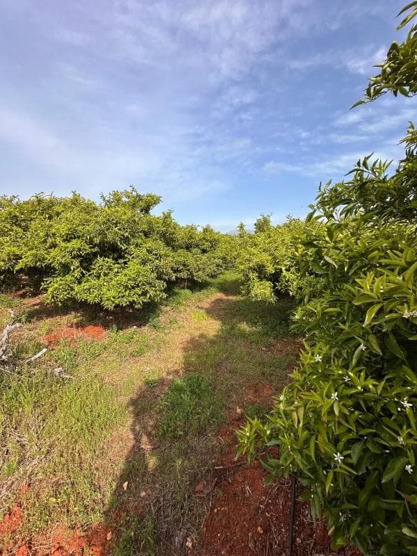 Terreno en venta en Pedreguer, Alicante photo 5