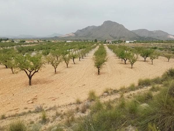 Terreno en La Murada-Los Vicentes photo 1