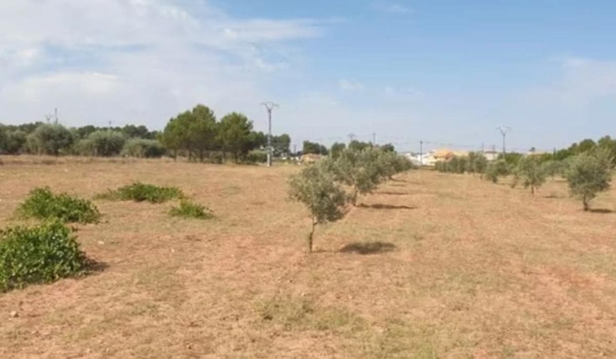 Terreno en venta en Pinoso, Alicante photo 5