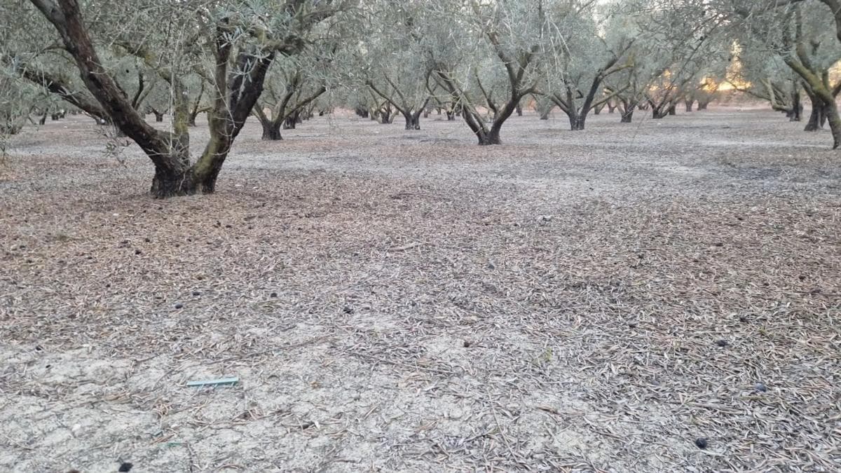 Terreno en venta en Dolores, Alicante photo 3