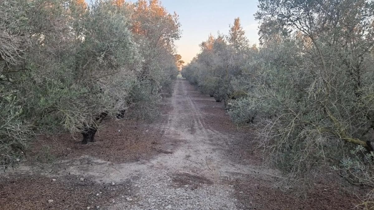 Terreno en venta en Dolores, Alicante photo 5