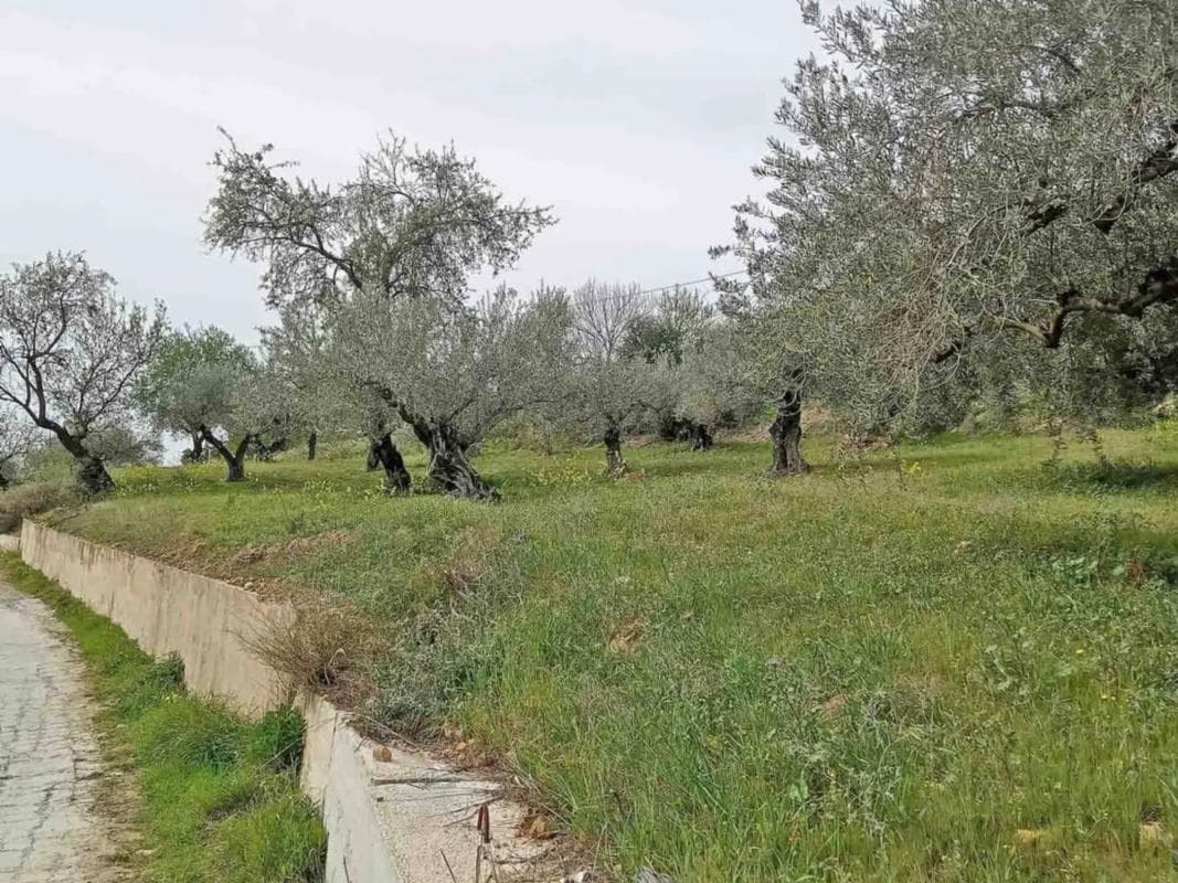Terreno en venta en Monda, Malaga photo 2