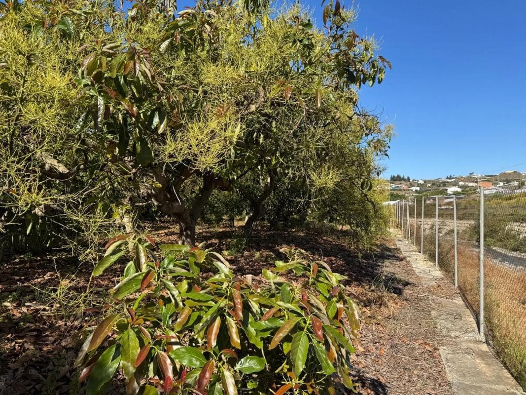 Terreno en venta en Algarrobo, Malaga photo 4