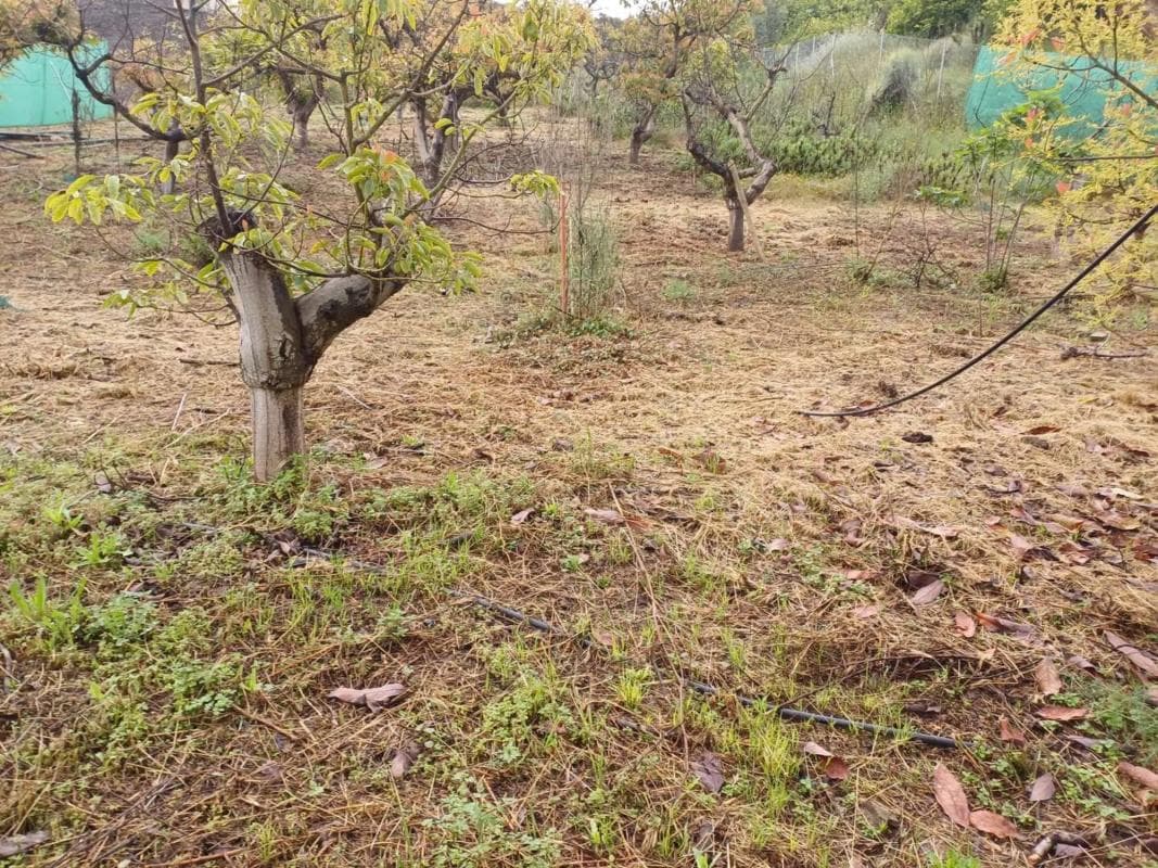 Terreno en venta en Vélez-Malaga, Malaga photo 5