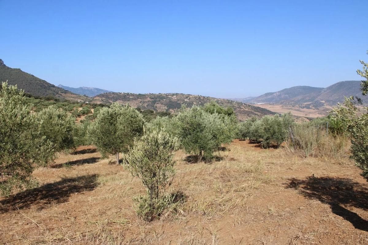 Terreno en venta en Montecorto, Malaga photo 2