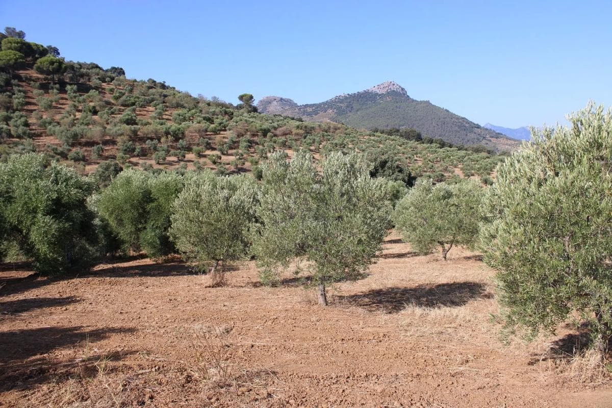 Terreno en venta en Montecorto, Malaga photo 4