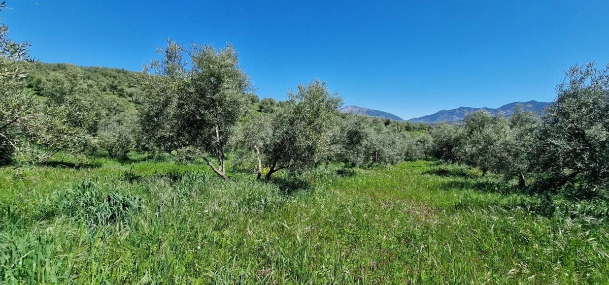 Terreno en venta en El Burgo, Malaga photo 3